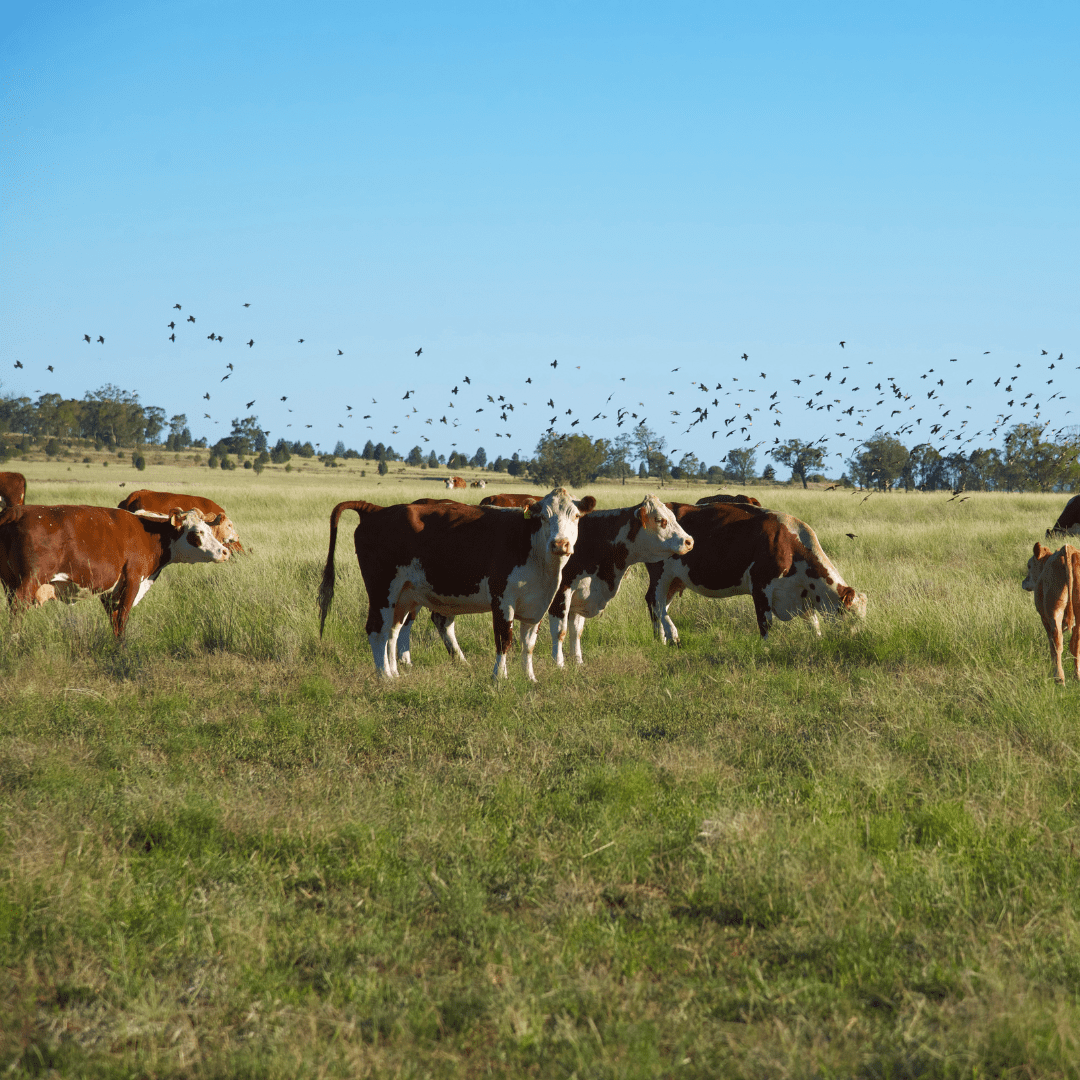 Shop Bone Broth Pots